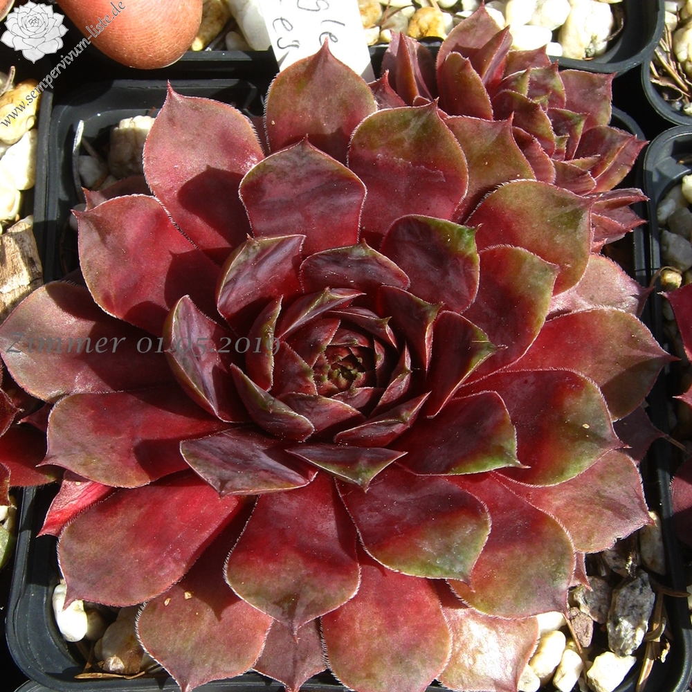 Jungle Fires | Sempervivum-Liste